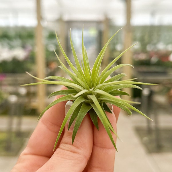 Tillandsia 'Ionantha Scaposa'