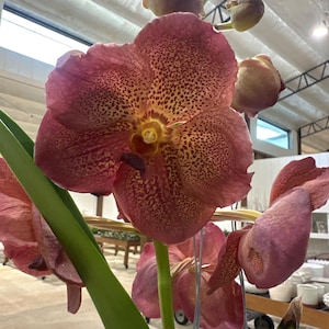 Vanda Orchid ‘ Phanom Tuan Sunset No.95’
