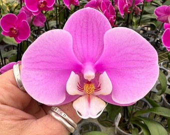 Phalaenopsis Orchid ‘Clarity’ 5” BS