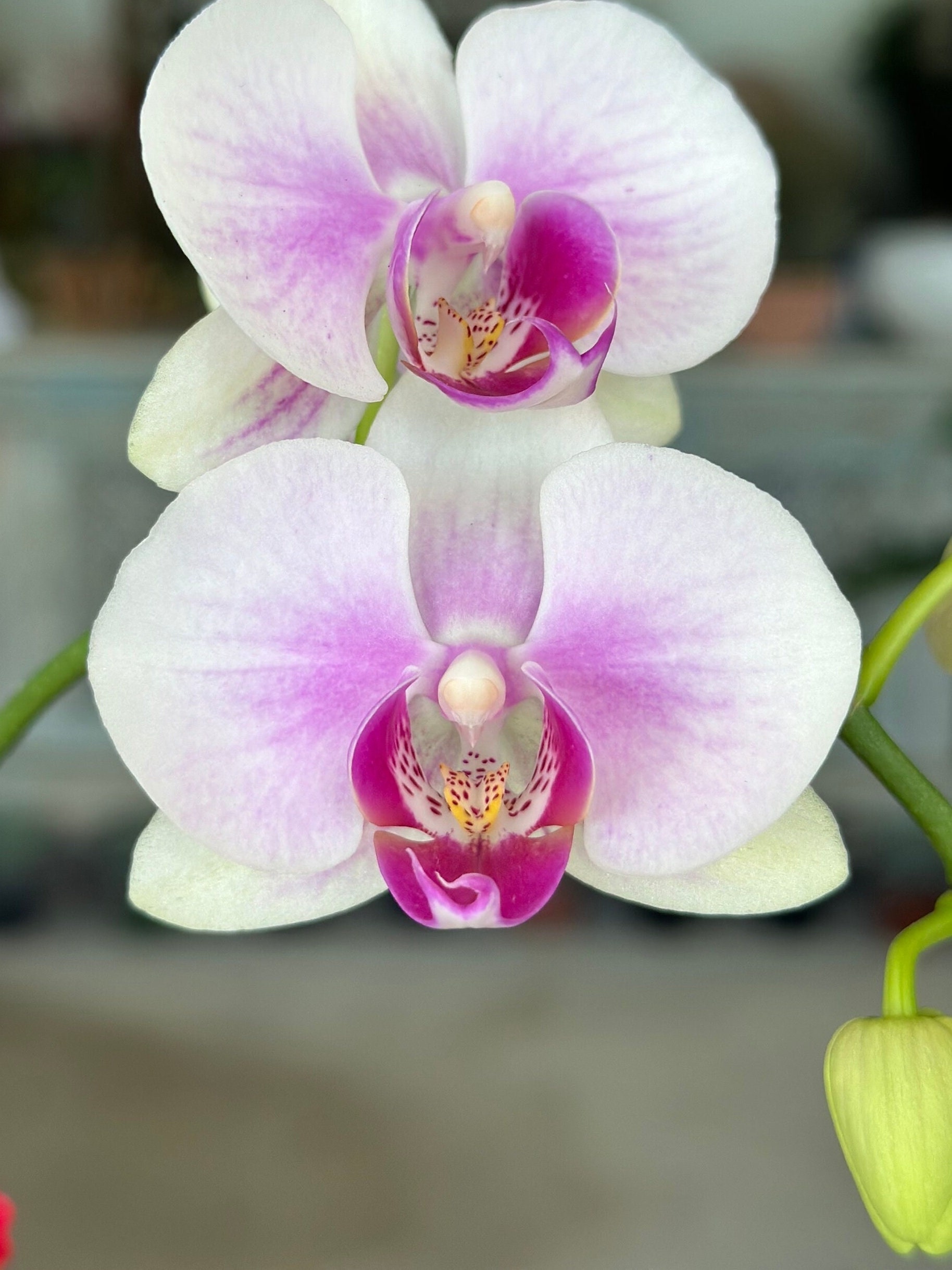 Phalaenopsis Orchid ‘Silver Lining’ 3” CS