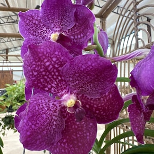 Vanda Orchid &#39;Wimonrat x Kulwadee Fragrance’