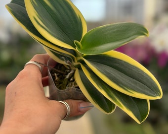 Phalaenopsis ‘Variegated - Surprise color’ 3”