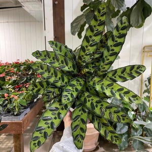 Calathea ‘Lancifolia’ 6"