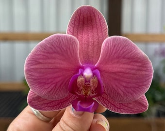 Phalaenopsis Orchid ‘Cranberry Bliss’ 5”