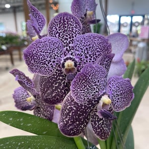 May include: A Vanda orchid plant featuring multiple large, vibrant purple flowers with distinct dark purple spots and speckles. The petals have a rounded shape, and the plant includes long, thick, green leaves extending from the base.