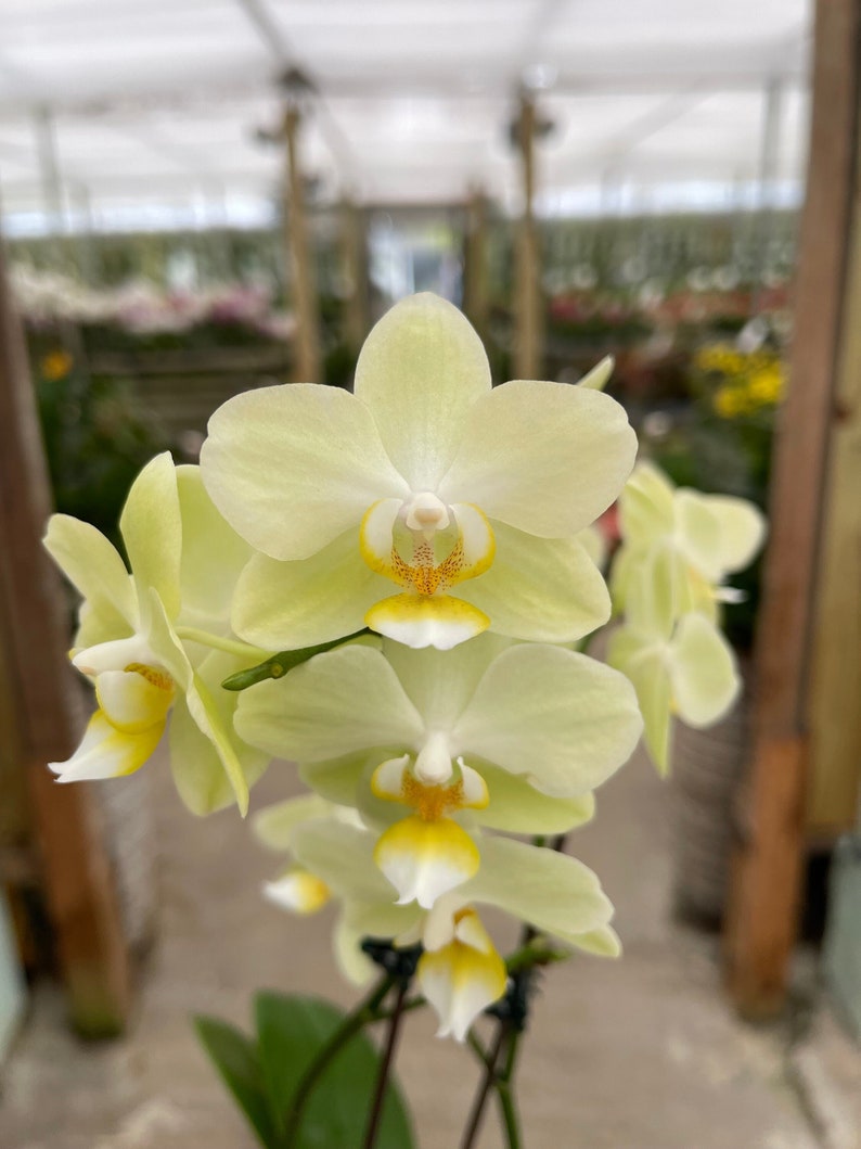 Orchidée phalaenopsis Lemon Drop 3 po. CS image 1