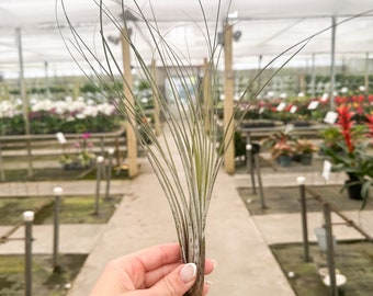 Tillandsia 'Juncea'