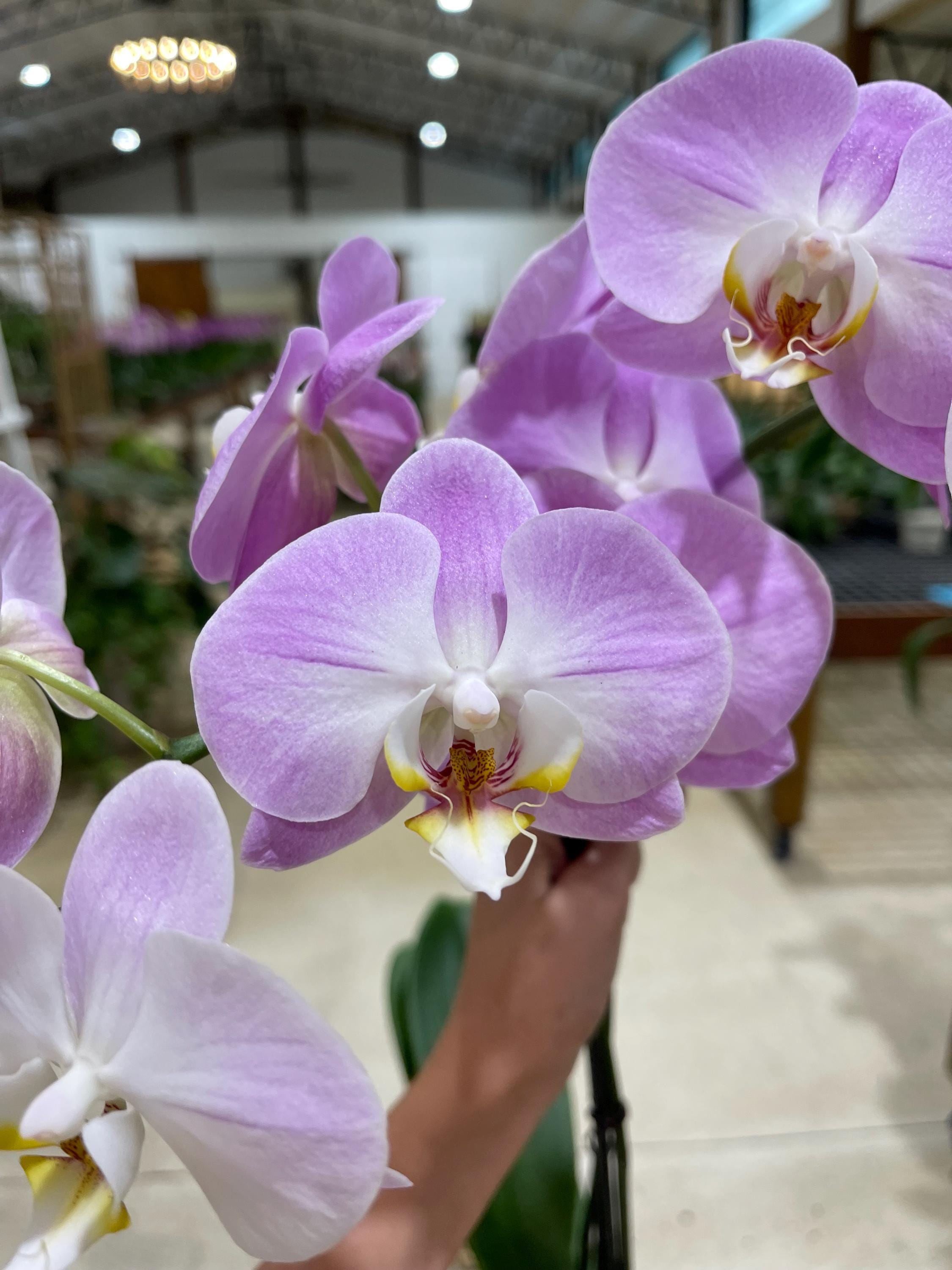 Phalaenopsis Orchid 'buttercup' 5” BS - Etsy