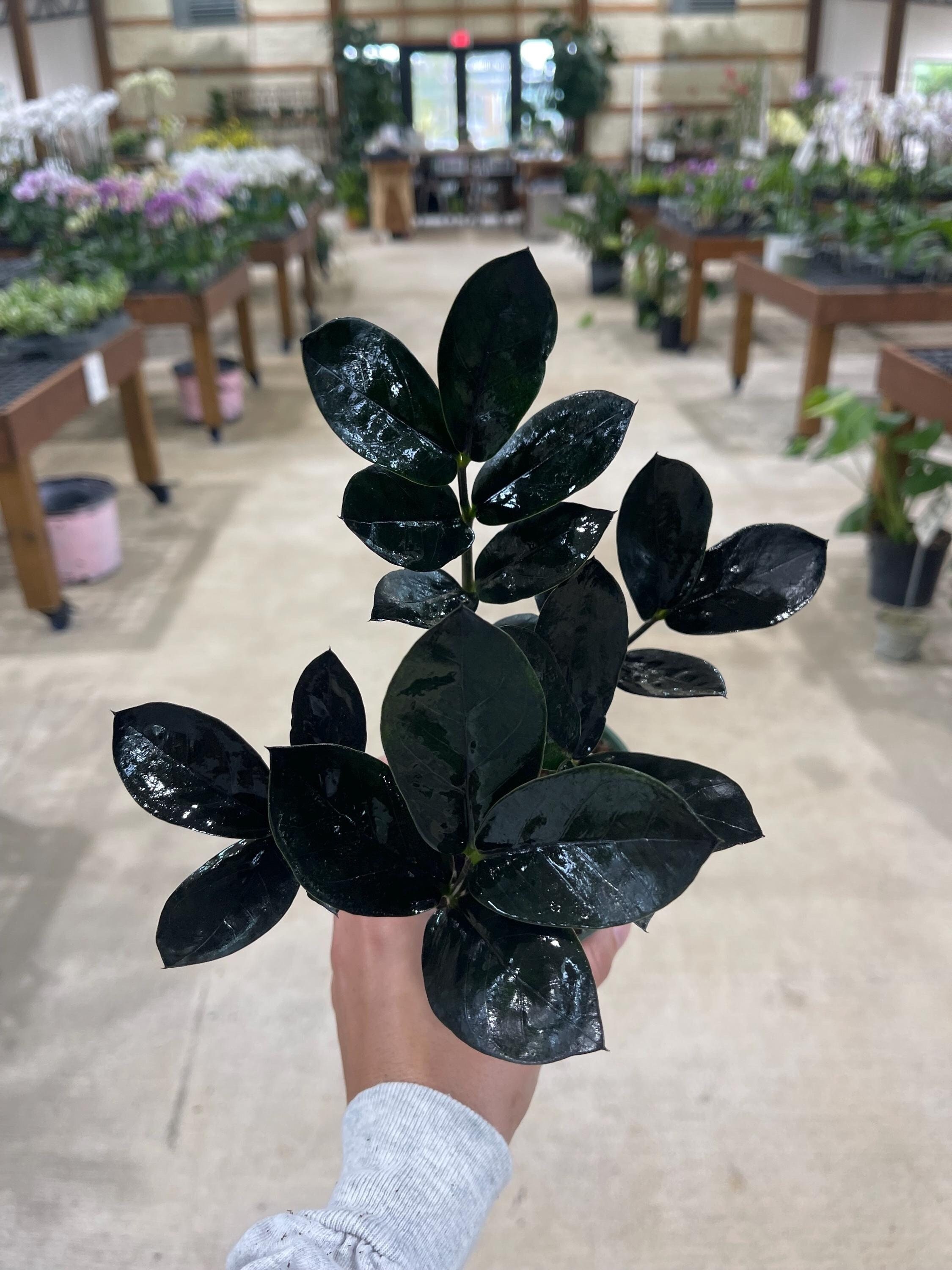 Raven ZZ Plant 4 - Etsy