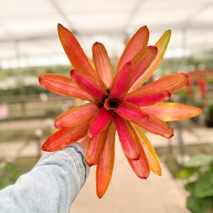 Neoregelia &#39;Martin&#39; Variegated Bromeliad