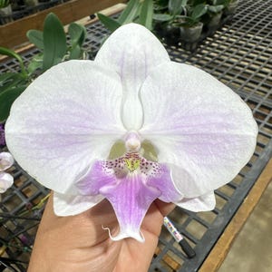 Phalaenopsis Orchid ‘MK’ 5” BS