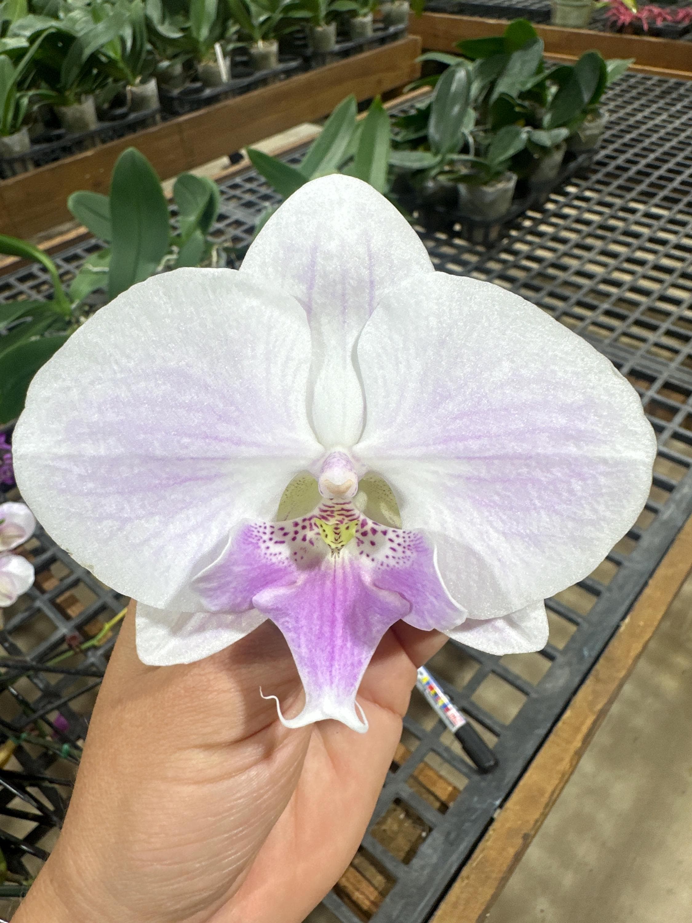 Phalaenopsis Orchid ‘MK’ 5” BS
