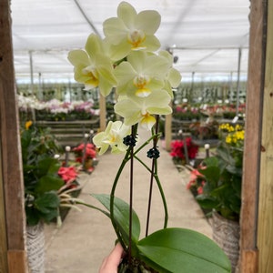 Phalaenopsis orchid Lemon Drop 3 CS immagine 2