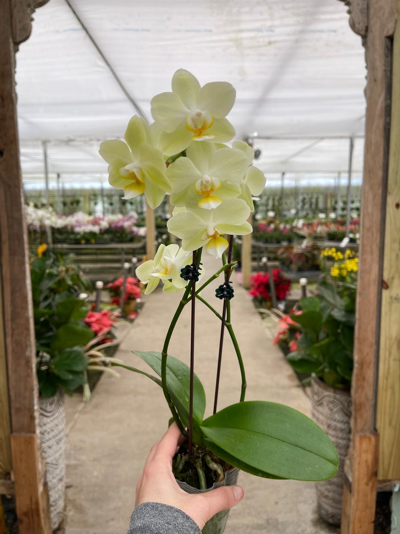 Phalaenopsis orchid Lemon Drop 3 CS immagine 2