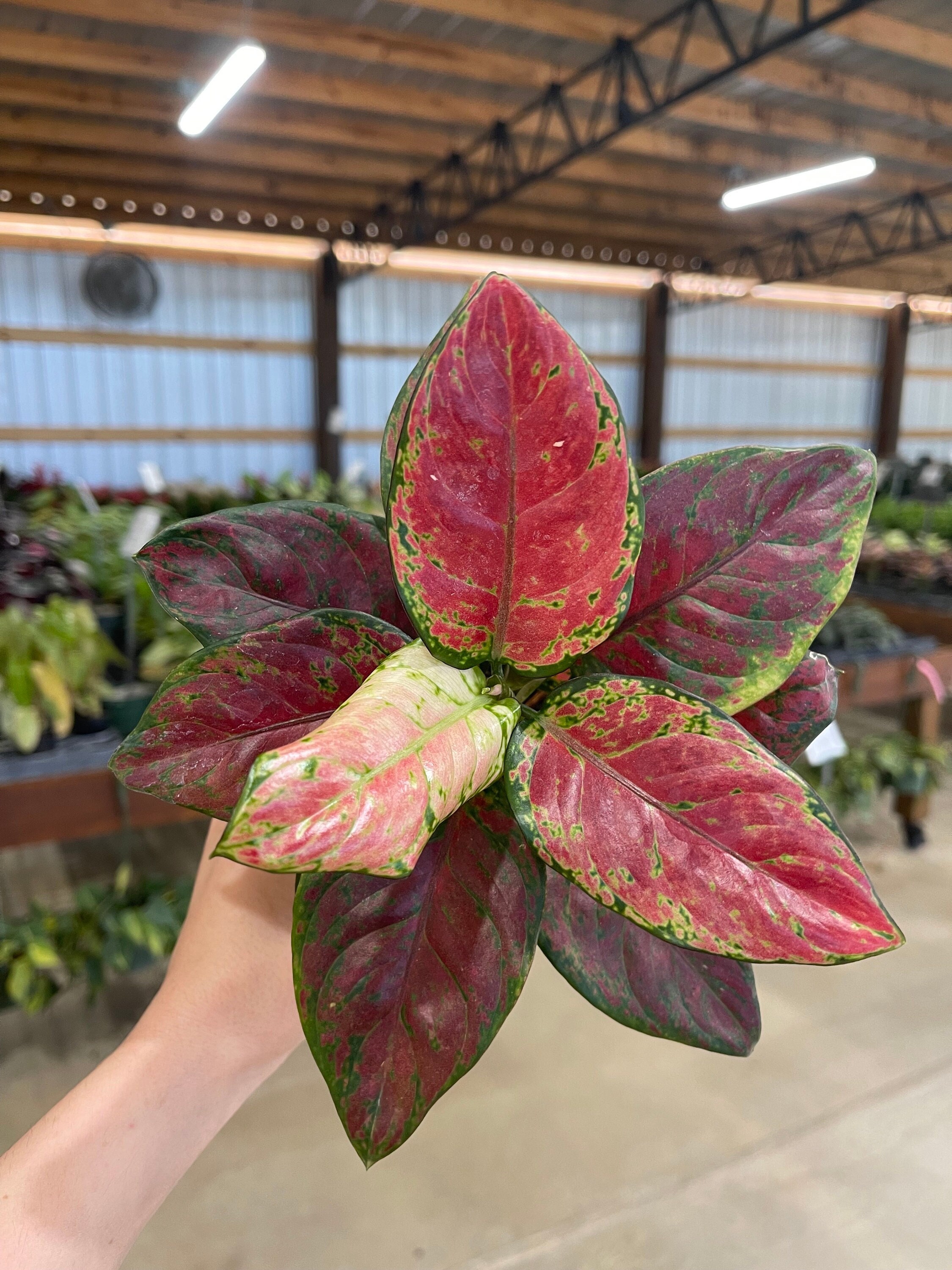 Aglaonema 'black Anyamanee' 4 - Etsy