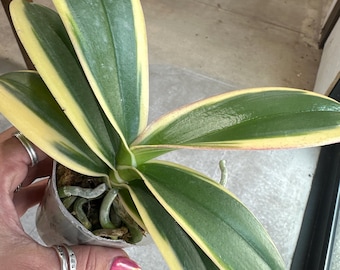 Variegated Phalaenopsis ‘Pop of Purple’ 3” -RARE