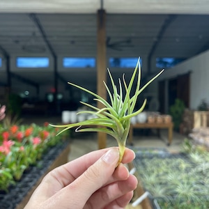 Tillandsia &#39;Aeranthos&#39;