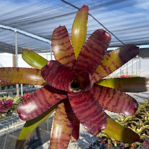 Tiger Bromeliad - Etsy