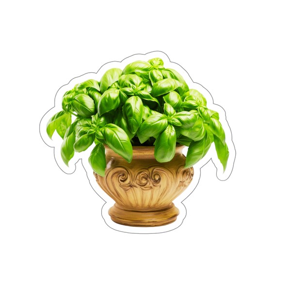 Basil Plants Etsy