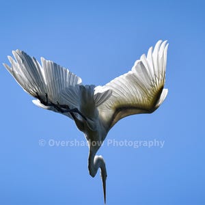 Könnte beinhalten: Ein weißer Vogel mit ausgebreiteten Flügeln vor blauem Himmel. Der Vogel befindet sich im Flug, die Flügel sind weit ausgebreitet, die Federn sind detailliert. Naturfotografie mit Copyright-Text.