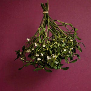 Fresh Mistletoe Christmas Neutral Wall Decor Wreath Making Wreath Lime Green Home Decor Christmas Door Decoration Bunch of Christmas Foliage