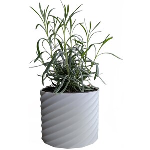 Puede incluir: Una planta en maceta con hojas largas y delgadas de color verde. La planta está en una maceta cilíndrica blanca con un diseño en espiral. La maceta mide aproximadamente 15 cm de alto.