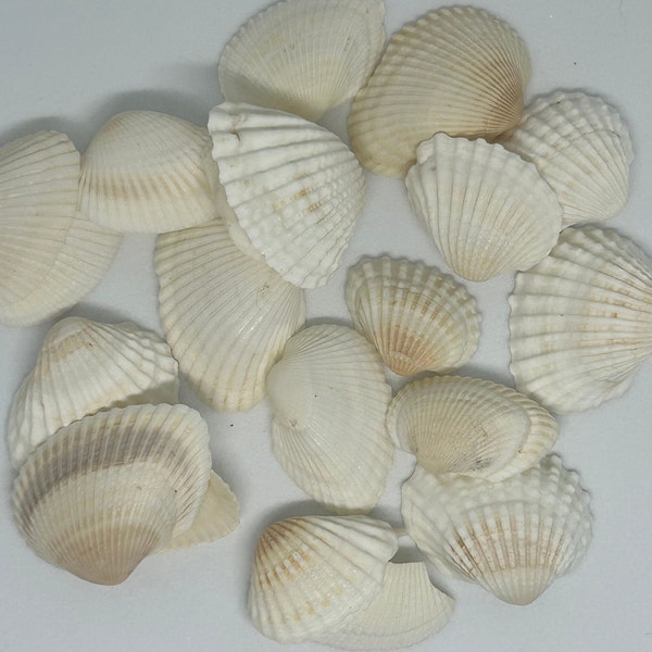 Natural White Clam Shells (Pack of 10)