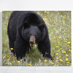 Ready to Hang BLACK BEAR CANVAS - Large Horizontal Framed Poster Wall Art Banff Canada Forest Wild Jasper National Park Picture Dandelions