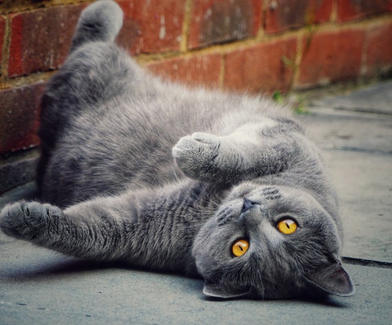 Grey Cat British Short Hair