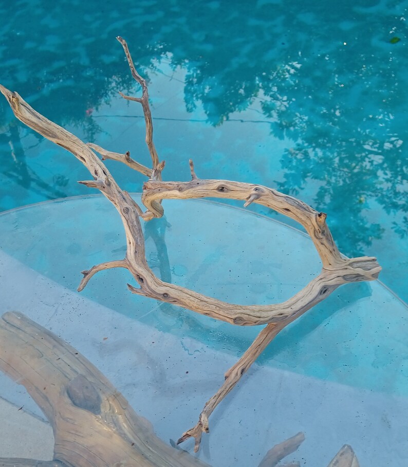 Manzanita Driftwood for Aquarium Terrarium Aquascape Etsy