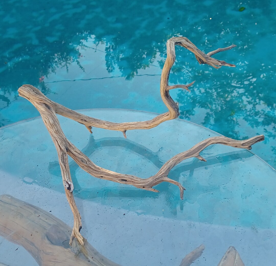 Manzanita Driftwood for Aquarium Terrarium Aquascape Etsy