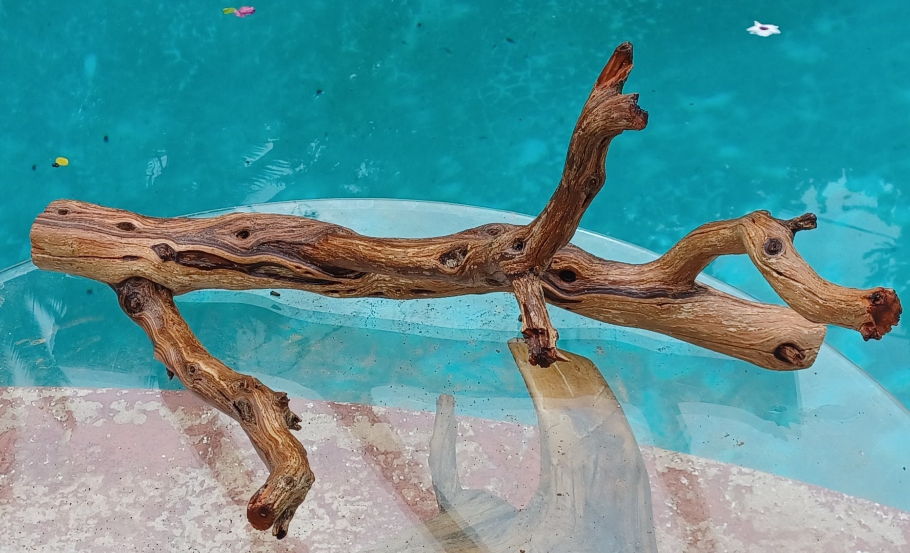 Manzanita Driftwood for Aquarium Terrarium Aquascape Etsy