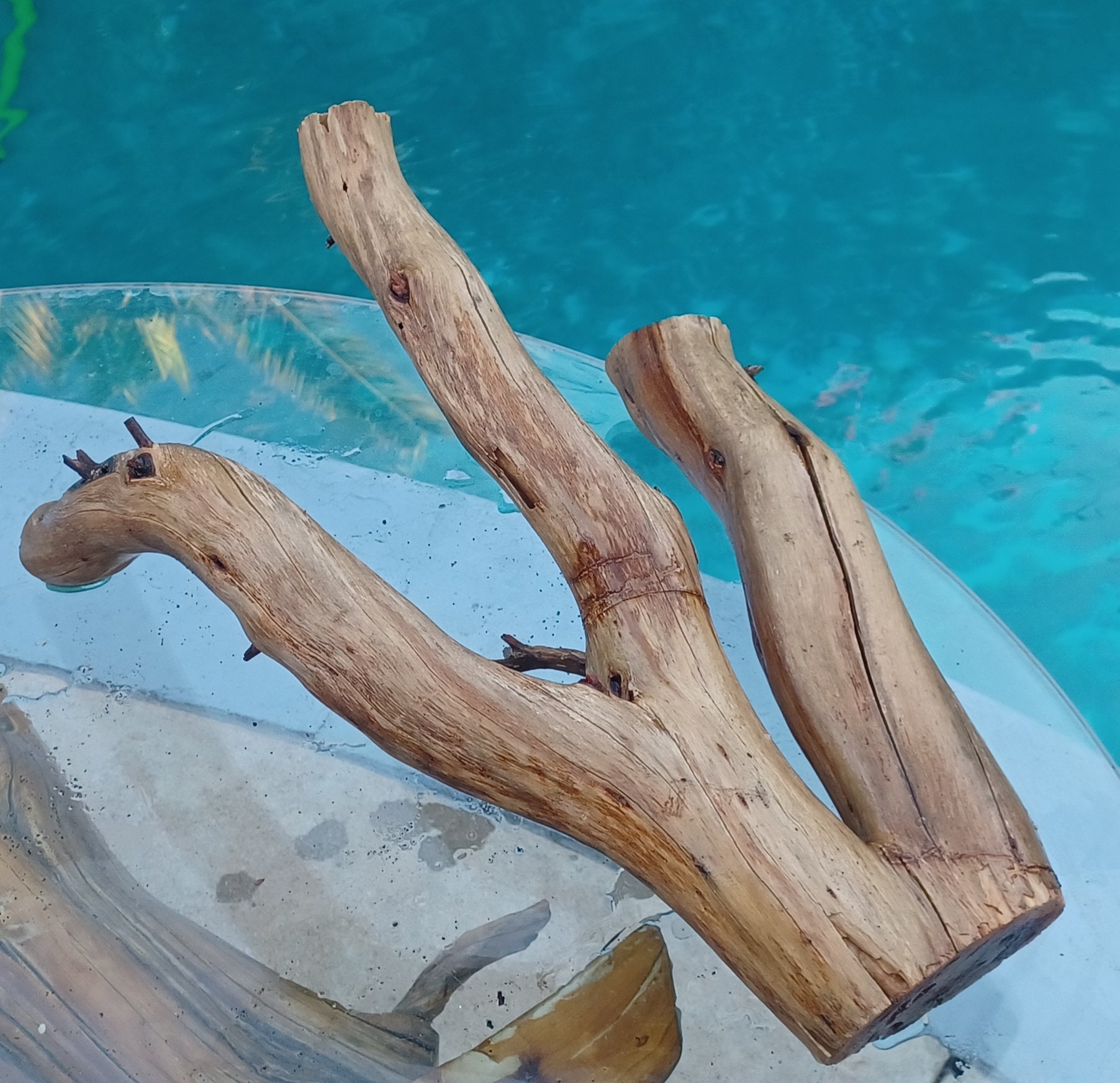 Manzanita Driftwood for Aquarium Terrarium Aquascape Etsy
