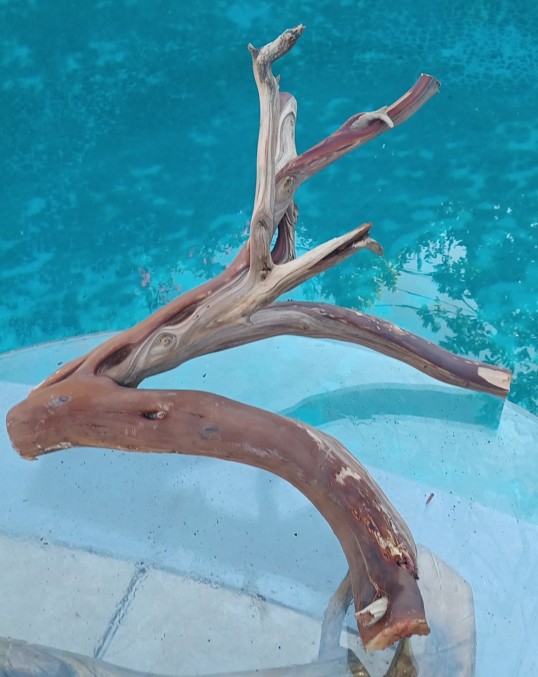 Manzanita Driftwood for Aquarium Terrarium Aquascape Etsy