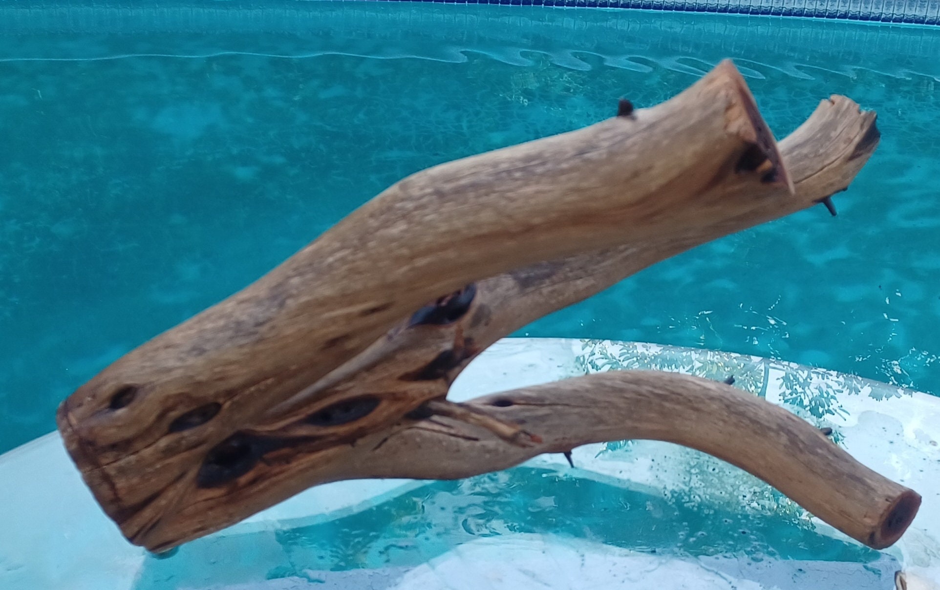 Manzanita Driftwood for Aquarium Terrarium Aquascape Etsy