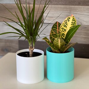以下が含まれることがあります： 白とターコイズの鉢に入った2つの植物。左側の植物は、長く濃い緑色の葉と茶色の幹を持っています。右側の植物は、大きく緑と黄色の葉を持っています。