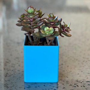 May include: A small succulent plant with green and red leaves growing in a bright blue square planter.