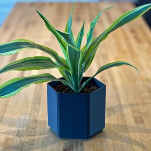 Puede incluir: Una planta de interior verde y blanca variegada en una maceta hexagonal azul oscuro. La planta está sentada sobre una superficie de madera.