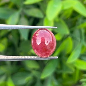 May include: A polished, oval-shaped gemstone held by tweezers. The gem is a vibrant, translucent red with internal patterns. The background is a soft focus of green foliage, highlighting the gem's color and clarity.