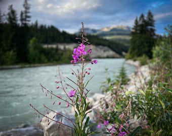 Weidenröschen am Columbia River Foto | Digitaler Download JPG 300 DPI | Naturbild | Wildblumen Landschaft Druck | Wanddeko Printable