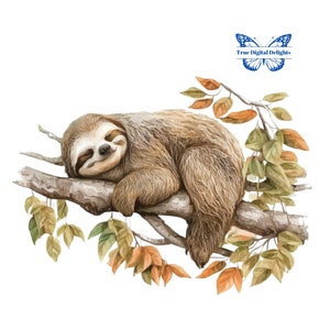 Linda acuarela durmiendo perezoso en árbol clipart, bebé perezoso PNG. Decoración de baby shower y guardería, diario basura, corte quisquilloso, uso comercial.