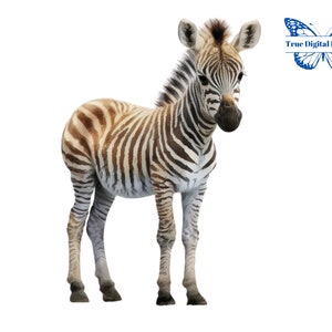 Watercolor Baby Zebra PNG. Baby Shower, Nursery Decor. Woodland Forest, African  Baby Animals Clip Art, Kid’s Birthday, Animal Lover