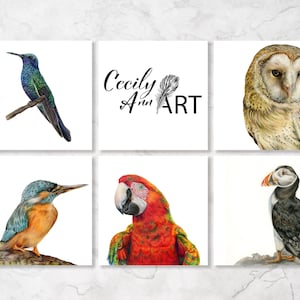 Lot de cartes oiseaux, cartes de voeux, cartes oiseaux, cadeaux spirituels, cartes spirituelles