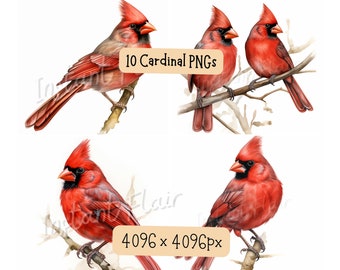 Cardinal Watercolor Clip Art Bundle, PNG Designs, Decorative Images, Digital Designs for Commercial Use