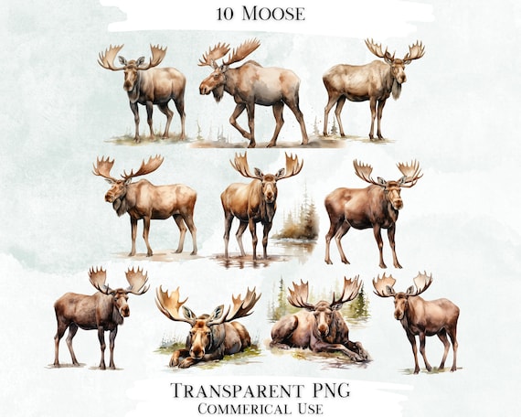 Moose Watercolor Clip Art Bundle, PNG Designs, Decorative Images, Digital Designs for Commercial Use