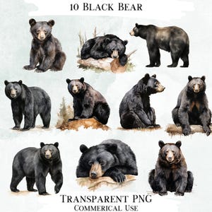 Pacote de imagens em aquarela de urso preto, gráficos PNG (designs digitais)