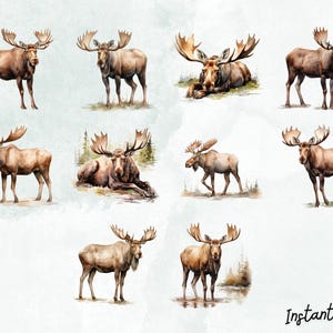 Moose Watercolor Clip Art Bundle, PNG Designs, Decorative Images, Digital Designs for Commercial Use image 3