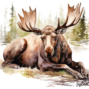 Moose Watercolor Clip Art Bundle, PNG Designs, Decorative Images, Digital Designs for Commercial Use image 4