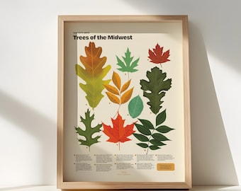 Trees of the Midwest Print, Botanical Illustration Poster, Educational Nature Wall Art, Leaf Scientific Drawing, Homeschool Classroom Decor