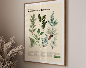 Immergrüne Bäume von Kalifornien Druck, Botanische Illustration Poster, Dekorative Wandkunst, Kiefer Kunstwerk, Homeschool Natur Dekor